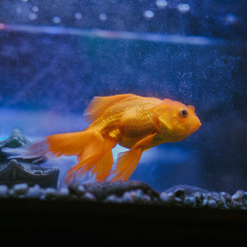 University Students Teach A Goldfish To Drive