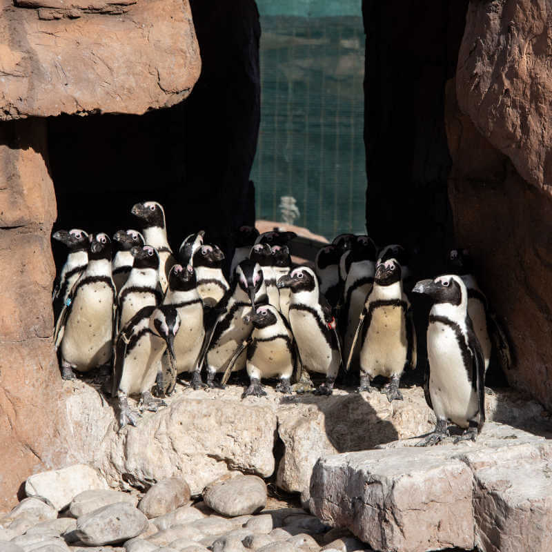 Ford Wildlife Foundation Contributes To SANCCOB Penguin Rescue Project