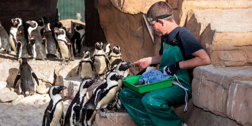 Ford Wildlife Foundation contributes to SANCCOB penguin rescue project
