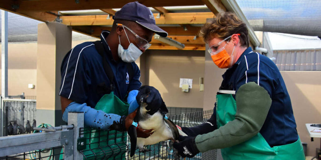 Ford Wildlife Foundation Continues Support for SANCCOB